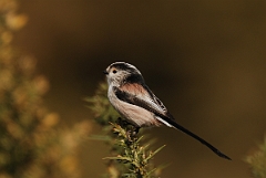 David Plant Photography - Wildlife Photography - Long-tailed tit - C